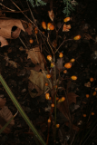 Libertia ixioides 'Tricolor' RCP1-08 069.jpg